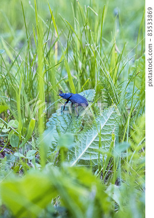 Female of European stag beetle 83533869