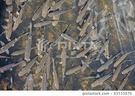 Leuciscus cephalus fish. Morske oko, East Slovakia Leuciscus cephalus fish. Morske oko, East Slovakia 83533870