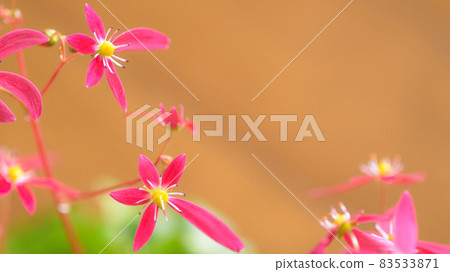 盛開的首都草 83533871