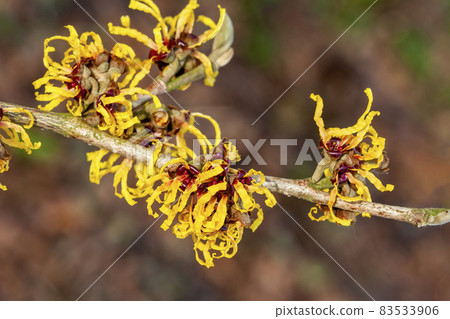 Hamamelis x Intermedia 'Orange Beauty' (Witch Hazel) Hamamelis x Intermedia 'Orange Beauty' (Witch Hazel) 83533906