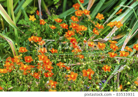 Helianthemum 'John Lanyon' 83533931