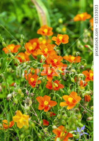 Helianthemum 'John Lanyon' 83533933