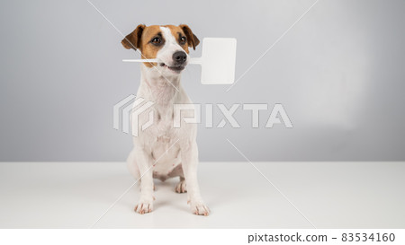 Jack Russell Terrier holds a sign in his mouth on a white background. The dog is holding a mock ad. Jack Russell Terrier holds a sign in his mouth on a white background. The dog is holding a mock ad. 83534160