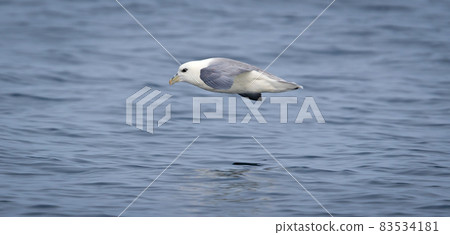 Northern Fulmar (Fulmarus glacialis). flying over the Atlantic Ocean near Iceland Northern Fulmar (Fulmarus glacialis). flying over the Atlantic Ocean near Iceland 83534181