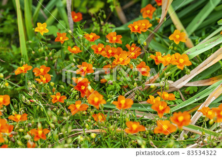 Helianthemum 'John Lanyon' 83534322
