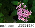 Pentas沐浴在早晨的陽光2 Pentas沐浴在早晨的陽光2 83534520