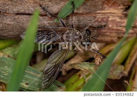 Adult Robber Fly Adult Robber Fly 83534882