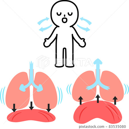 呼吸時的肺、橫膈膜和人 83535080