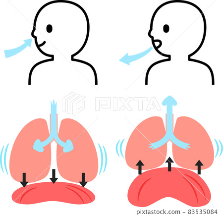 Lungs, diaphragm and person during breathing - Stock Illustration ...