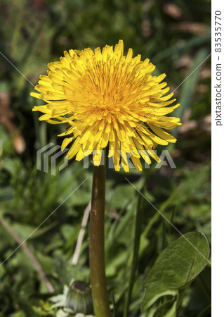 Dandelion flower Dandelion flower 83535770