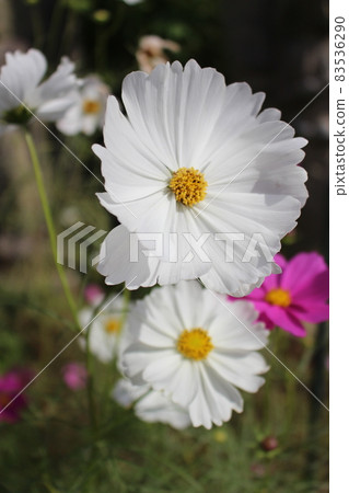 Hannyaji Temple, Nara City, Nara Prefecture, Cosmos, Goshuin, Cosmos Field, Nara Transportation Bus, Autumn Hannyaji Temple, Nara City, Nara Prefecture, Cosmos, Goshuin, Cosmos Field, Nara Transportation Bus, Autumn 83536290