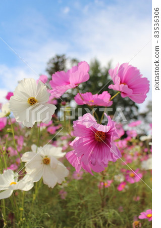 Hannyaji Temple, Nara City, Nara Prefecture, Cosmos, Goshuin, Cosmos Field, Nara Transportation Bus, Autumn Hannyaji Temple, Nara City, Nara Prefecture, Cosmos, Goshuin, Cosmos Field, Nara Transportation Bus, Autumn 83536306
