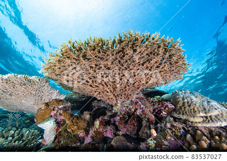 Growth process of large-grown coral Growth process of large-grown coral 83537027