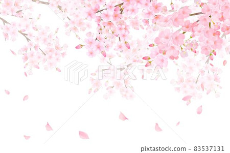 美麗華麗的櫻花盛開,花瓣飄揚,春天水彩白色背景矢量圖 美麗華麗的櫻花盛開,花瓣飄揚,春天水彩白色背景矢量圖 83537131