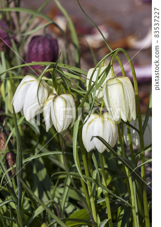 Fritillaria meleagris alba 83537227