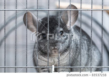 【寵物】房間裡的龍貓【小動物】 【寵物】房間裡的龍貓【小動物】 83537238