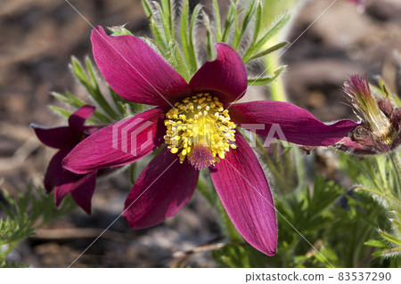 Pulsatilla vulgaris 'Pinwheel Dark Red Shades' 83537290