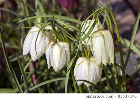 Fritillaria meleagris alba 83537376