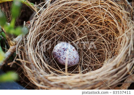 bird nest with egg in the garden bird nest with egg in the garden 83537411