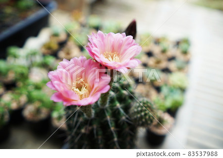 Pink flower of cactus blooming Pink flower of cactus blooming 83537988