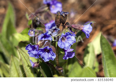 Pulmonaria 'Blue Ensign' 83538040