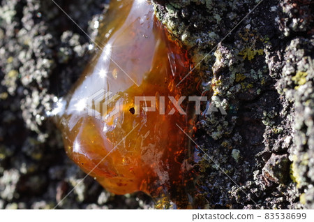 Cherry sap (amber seed) 83538699