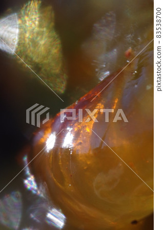 Cherry sap (amber seed) 83538700