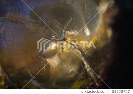 Cherry sap (amber seed) 83538707