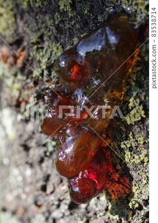 Cherry sap (amber seed) 83538714