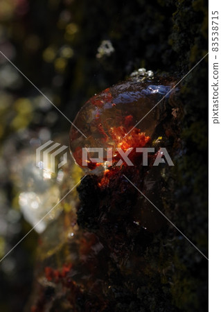 Cherry sap (amber seed) 83538715