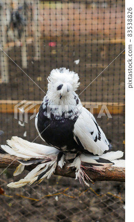 Saxon fairy swallow pigeon Decorative colorful pigeon with feather on its legs sitting on a branch in a cage. Beautiful originals various types breed doves. Special plumage. Domestic birds. 83538826