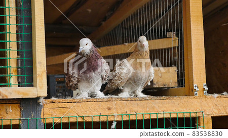 Couple of brown curly pigeon sitting in arranged space from wood, in a cage with an open gate. Special breed and very cute. Concept of peace, love and care to pigeons. Couple of brown curly pigeon sitting in arranged space from wood, in a cage with an open gate. Special breed and very cute. Concept of peace, love and care to pigeons. 83538830
