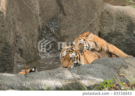 Parent and child of Amur tiger taking a bath Parent and child of Amur tiger taking a bath 83538843