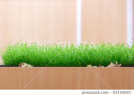 Growing greenery and microgreens at home on a windowsill or in a greenhouse, plants on the balcony. Food vegetable background with copy space Growing greenery and microgreens at home on a windowsill or in a greenhouse, plants on the balcony. Food vegetable background with copy space 83539005