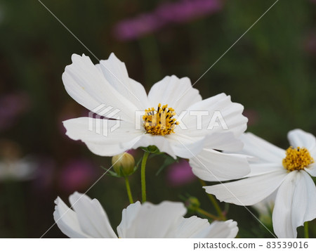 潔白整齊的秋櫻 83539016