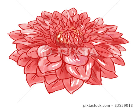 新年金色屏風前展示的吉祥紅菊花，可作標題和小插圖 83539018