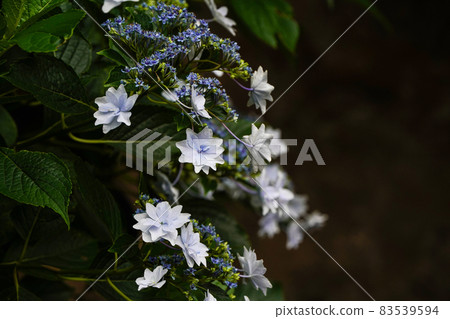 Gaku hydrangea Gaku hydrangea 83539594