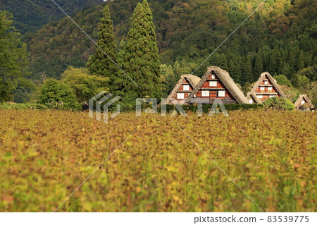 Shirakawa-go: Gassho-zukuri and autumn leaves dyed in the setting sun 83539775