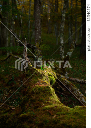New leaves sprouting on a fallen mossy tree that has decayed in the forest (vertical photo) 83540274