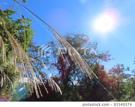 幾株懸垂的潘帕斯草和清朗的天空中漂浮的太陽 幾株懸垂的潘帕斯草和清朗的天空中漂浮的太陽 83540374