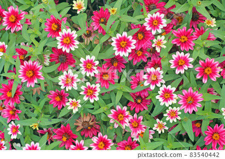 Sinia Sinia 83540442