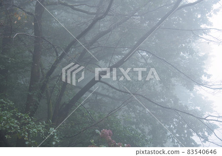 濃霧中的樹枝《北斗市》 濃霧中的樹枝《北斗市》 83540646