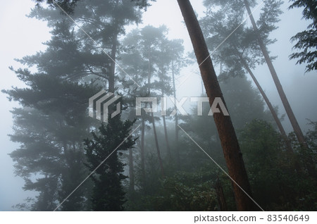 Thick foggy forest << Hokuto City >> Thick foggy forest << Hokuto City >> 83540649