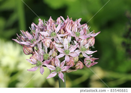 Ornamental onion pink flower in close up Ornamental onion pink flower in close up 83540881