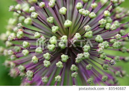 Dutch garlic flower seed pods Dutch garlic flower seed pods 83540887