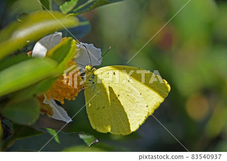 Eurema sulcatus sucking honey from tea flowers 83540937