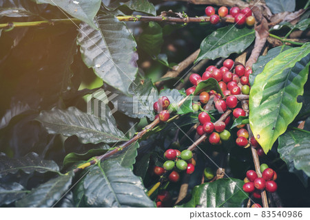 Ripe Red coffee bean berry plant fresh seed coffee tree growth in green eco organic farm. Close up red ripe seed robusta arabica berries harvest for coffee garden. Fresh coffee bean green leaf bush Ripe Red coffee bean berry plant fresh seed coffee tree growth in green eco organic farm. Close up red ripe seed robusta arabica berries harvest for coffee garden. Fresh coffee bean green leaf bush 83540986