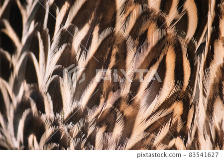 Background from bird feathers close-up. Wild duck wing. Texture for design. 83541627