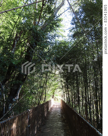 一條直通台灣神奇竹林的小路 一條直通台灣神奇竹林的小路 83541905