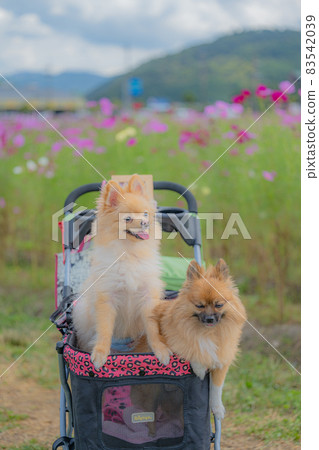 宇宙領域的博美犬 83542039